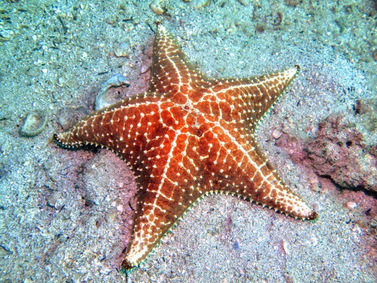E Mergulho Dolce Inn